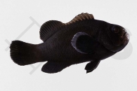 m10155_Amphiprion-ocellaris_Falscher-Clownfisch_Midnight_01