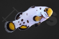 m10159_Amphiprion-ocellaris_Falscher-Clownfisch_Premium-Frostbite_01