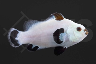 m10163_Amphiprion-ocellaris_Falscher-Clownfisch-Snow-Storm_01