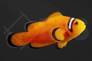 m10165_Amphiprion-ocellaris_Falscher-Clownfisch_ExtremeMisbarOrange_01