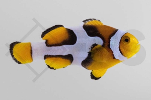 m10172_Amphiprion-percula_Echter-Clownfisch_Picasso_01
