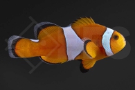 m10176_Amphiprion-ocellaris_Falscher-Clownfisch_Wildform-Orange-Misbar_01