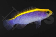 m10446_Pseudochromis-flavivertex_Gelbruecken-Zwergbarsch_01