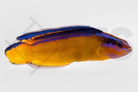 m10505_Pseudochromis-aldabraensis_Aldabra-Zwergbarsch_01