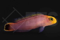 m10544_Pseudochromis-elongatus_Eleganter-Zwergbarsch_NZ_01