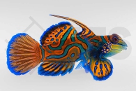 m10611_Synchiropus-splendidus_Mandarinfisch_02