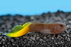 m10614_Schwarzer-Gelbflossen-Blenny_Enchelyurus-flavipes_00