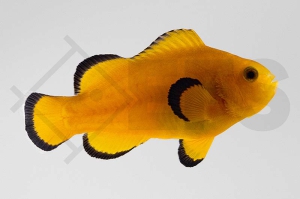 m10164_Amphiprion-ocellaris_Falscher-Clownfisch_Naked_01