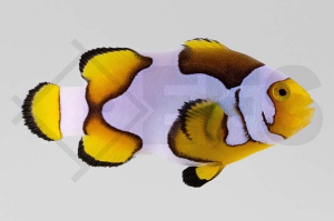m10170_Amphiprion-percula_Echter-Clownfisch_Premium-Picasso_01