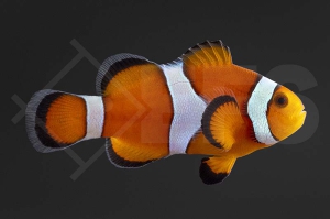 m10174_Amphiprion-ocellaris_Falscher-Clownfisch_Wildform-Orange_01