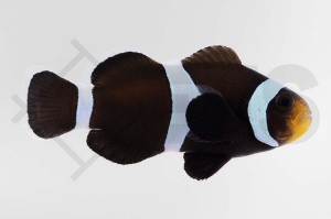 m10177_Amphiprion-ocellaris_Falscher-Clownfisch_Wildform-Schwarz_01