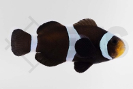 m10177_Amphiprion-ocellaris_Falscher-Clownfisch_Wildform-Schwarz_01