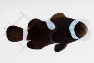 m10178_Amphiprion-ocellaris_Falscher-Clownfisch_Wildform-Schwarz-Misbar_01