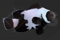 m10182_Amphiprion-ocellaris_Falscher-Clownfisch_Premium-Black-Snowflake_01