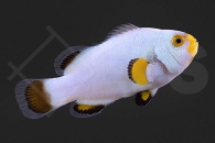 m10183_Amphiprion-percula_Echter-Clownfisch_platinum_01