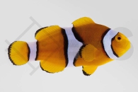 m10185_Amphiprion-percula_Echter-Clownfisch_Orange_01