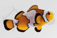 m10190_Amphiprion-ocellaris_Falscher-Clownfisch_Snowflake_01