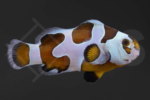 m10191_Amphiprion-ocellaris_Falscher-Clownfisch_Mocha-Storm_01