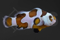 m10191_Amphiprion-ocellaris_Falscher-Clownfisch_Mocha-Storm_01