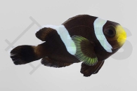 m10193_Amphiprion-polymnus_Sattelfleck-Anemonenfisch_Schwarz_01