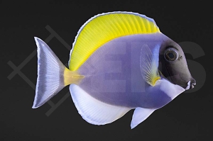 m10201_Acanthurus-leucosternon_Weisskehl-Doktorfisch_01