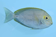 m10202_Acanthurus-mata_Augenfleck-Doktorfisch_00