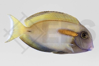 m10203_Acanthurus-olivaceus_Orangefleck-Doktor_01