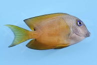 m10204_Ctenochaetus-binotatus_Blauaugen-Borstenzahndoktor_00