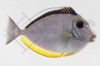 m10205_Naso-lituratus_Kuhkopf-Doktorfisch_01