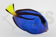 m10208_Paracanthurus-hepatus_Paletten-Doktorfisch_01