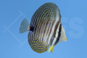 m10209_Zebrasoma-desjardinii_Indischer-Segelflossendoktor_01