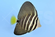 m10211_Zebrasoma-veliferum_oestlicher-Segelflossen-Doktorfisch_00