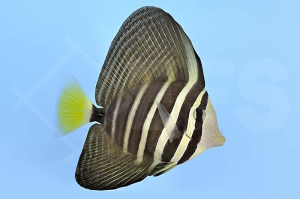 m10211_Zebrasoma-veliferum_oestlicher-Segelflossen-Doktorfisch_00