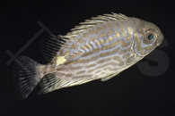 m10213_Siganus-lineatus_Goldfleck-Kaninchenfisch_01