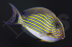 m10217_Acanthurus-lineatus_Blaustreifen-Doktorfisch_01