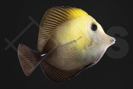 m10220_Zebrasoma-scopas_Brauner-Segelflossen-Doktor_01