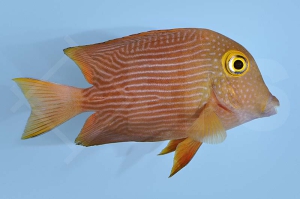 m10223_Ctenochaetus-strigosus_Goldring-Borstenzahn-Doktor_00