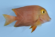 m10223_Ctenochaetus-strigosus_Goldring-Borstenzahn-Doktor_00