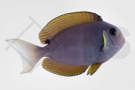 m10224_Acanthurus-nubilus_Nadelstreifen-Doktorfisch_01