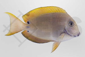 m10233_Acanthurus-nigrifuscus_Goldtupfen-Doktorfisch_01