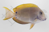m10233_Acanthurus-nigrifuscus_Goldtupfen-Doktorfisch_01