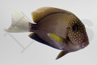 m10234_Acanthurus-maculiceps_Punktgesicht-Doktorfisch_01