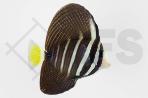 m10242_Zebrasoma-veliferum_oestlicher-Segelflossen-Doktorfisch_01