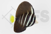 m10242_Zebrasoma-veliferum_oestlicher-Segelflossen-Doktorfisch_01