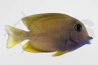 m10244_Ctenochaetus-cyanocheilus_Blaulippen-Borstenzahndoktor_01