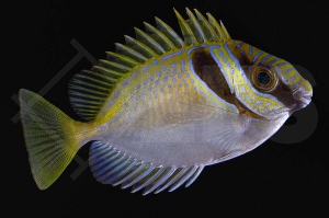 m10245_Siganus-virgatus_Kopfband-Kaninchenfisch_01