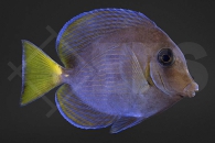 m10248_Acanthurus-coeruleus_Blauer-Doktorfisch_01