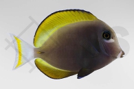 m10249_Acanthurus-nigricans_Samt-Doktorfisch_02