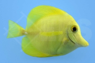 m10250_Zebrasoma-flavescens_gelber-Hawaii-Doktorfisch_03