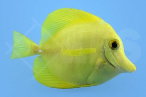 m10250_Zebrasoma-flavescens_gelber-Hawaii-Doktorfisch_03